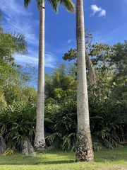 Roystonea regia