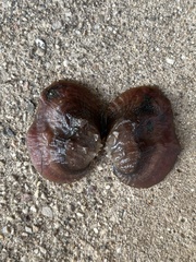 Arcidens confragosus