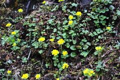 Chrysosplenium davidianum