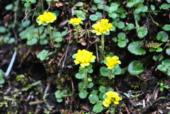 Chrysosplenium davidianum