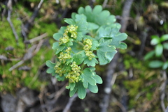 Chrysosplenium griffithii