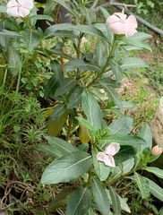 Catharanthus roseus