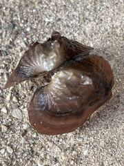 Arcidens confragosus