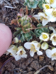 Cusickiella douglasii