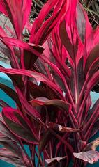 Cordyline fruticosa
