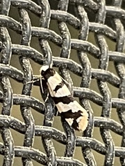 Lepidoscia characota