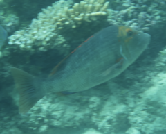 Lethrinus miniatus
