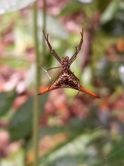 Micrathena militaris
