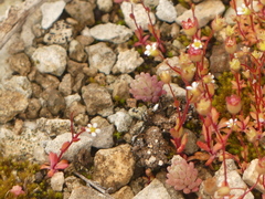 Sedum rubens