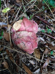 Boletus loyita