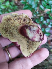 Boletus loyita