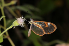 Ithomia drymo