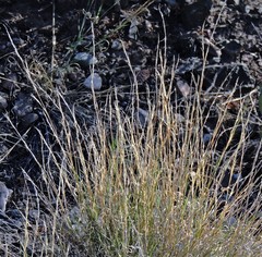 Aristida mendocina