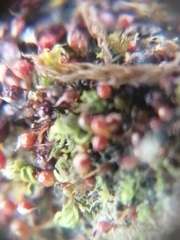 Microbryum rectum
