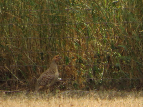 Francolinus francolinus observed 2022-03-16