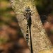 Twin-spotted Spiketail - Photo (c) Joe Girgente, some rights reserved (CC BY-NC), uploaded by Joe Girgente