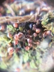 Microbryum rectum