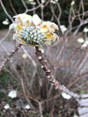 Edgeworthia