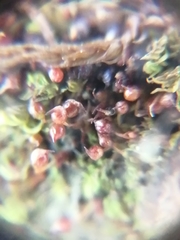 Microbryum rectum