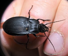 Dicaelus dilatatus