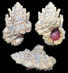 Bursa rosa