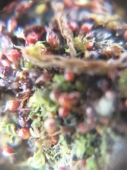 Microbryum rectum