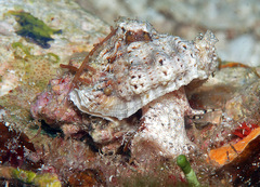 Bursa rosa