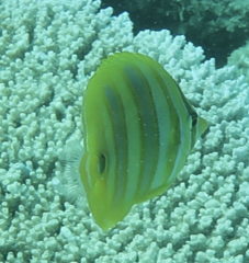 Chaetodon rainfordi
