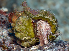 Bursa rosa