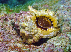 Bursa rosa