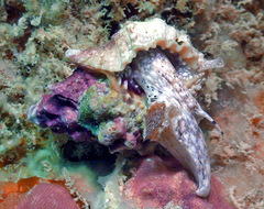 Bursa rosa