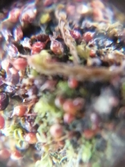 Microbryum rectum