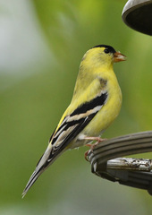 Spinus tristis