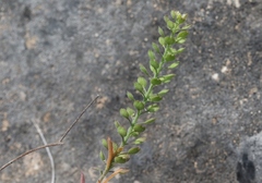 Lepidium austrinum