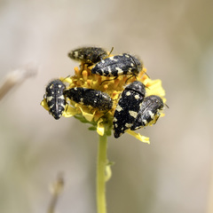 Acmaeodera vernalis