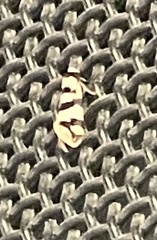 Lepidoscia characota