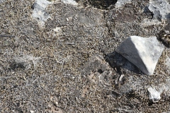 Selaginella wrightii