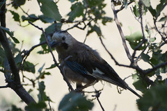 Garrulus glandarius anatoliae