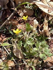 Ranunculus hispidus hispidus