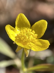 Ranunculus hispidus hispidus