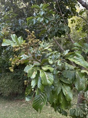 Cupania triquetra