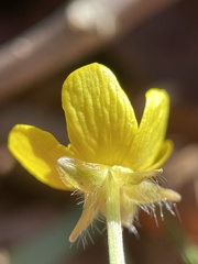 Ranunculus hispidus hispidus