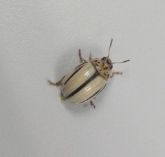 Leptinotarsa defecta