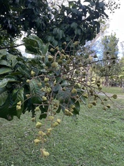 Cupania triquetra