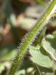 Ranunculus hispidus hispidus