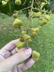 Cupania triquetra