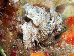 Bursa rosa