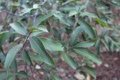 Quercus laurina