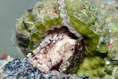 Bursa rosa
