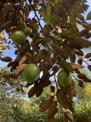 Chrysophyllum cainito